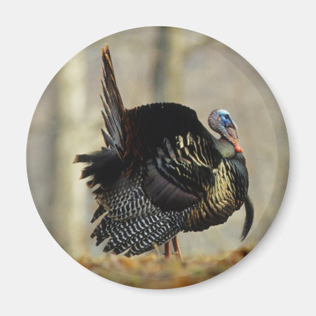 Han kalkon stoltserar, Illinois Magnet (Framsidan)