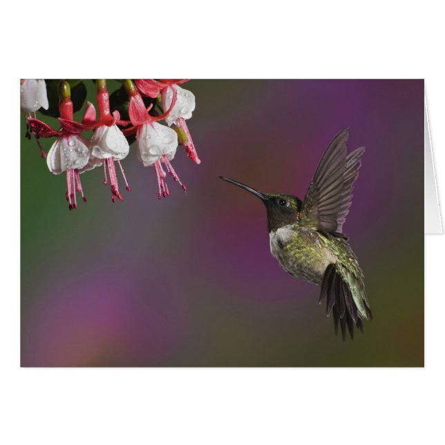 Han Rubinhalsad kolibri Hälsningskort (Framsidan Horizontal)