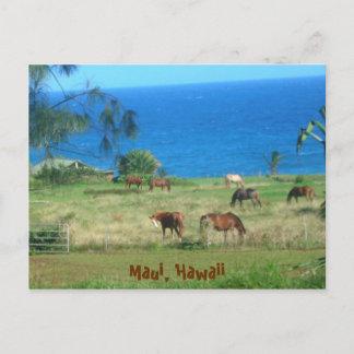 Hana Horses Vykort