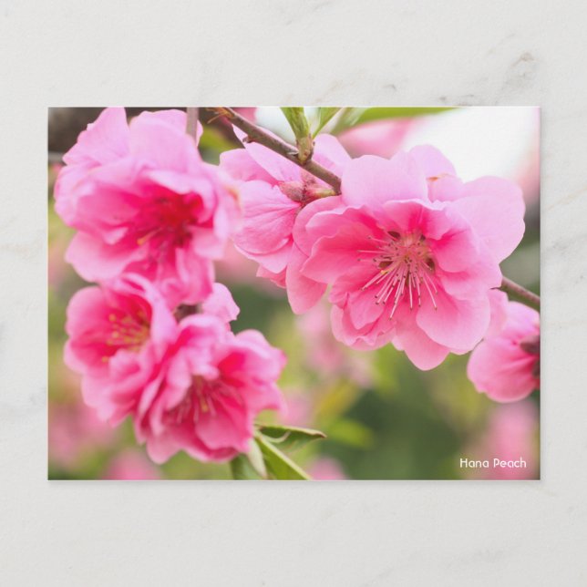 Hana Peach [Postcard] Vykort (Framsida)