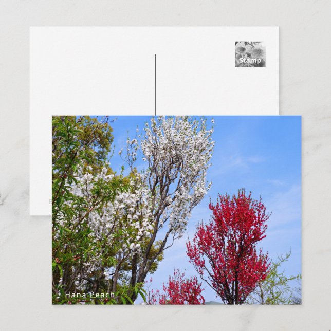 Hana Peach Vykort (Fram/baksida)