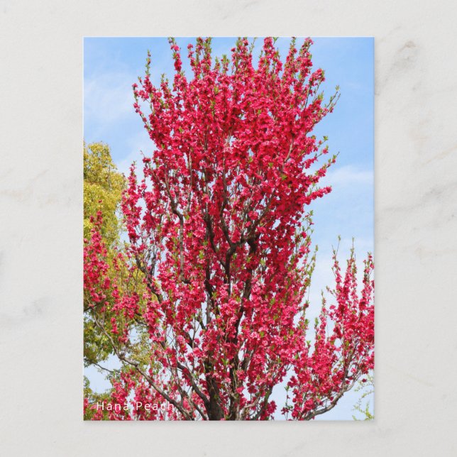 Hana Peach Vykort (Framsida)