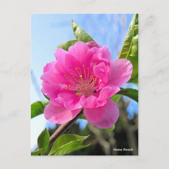 Hana Peach [vykort] Vykort (Framsida)