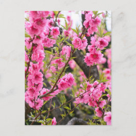 Hana Peach [vykort] Vykort