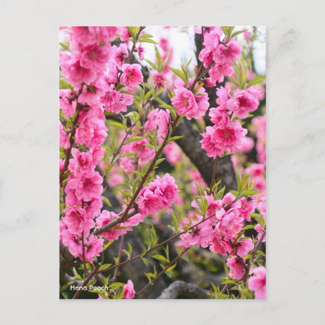 Hana Peach [vykort] Vykort (Framsida)