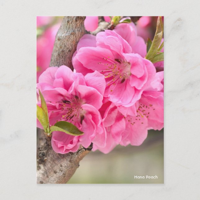 Hana Peach [vykort] Vykort (Framsida)