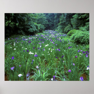 Hana Shobu (Japansk Iris), Meiji Shrine, Poster