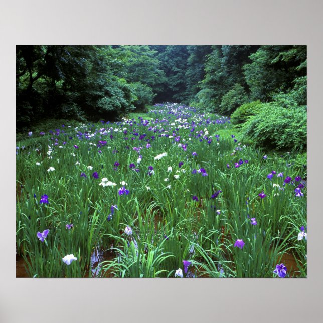 Hana Shobu (Japansk Iris), Meiji Shrine, Poster (Framsidan)