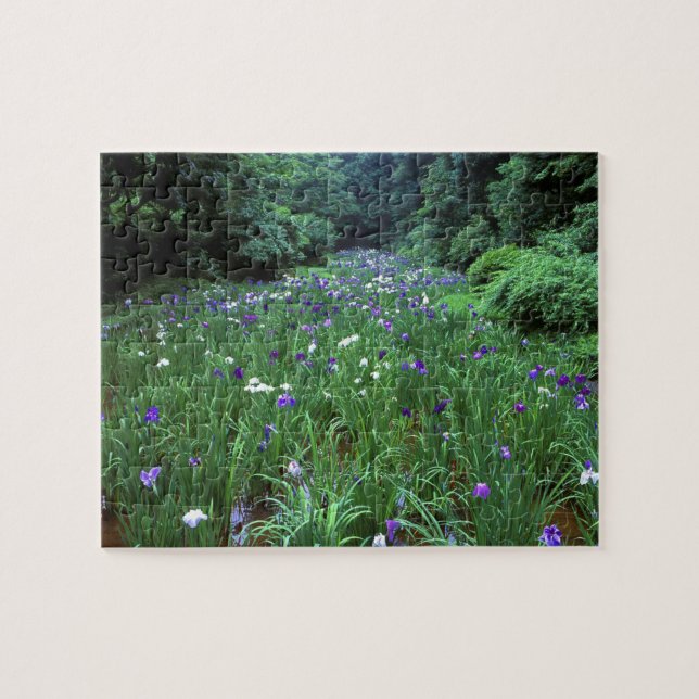 Hana Shobu (Japansk Iris), Meiji Shrine, Pussel (Horisontell)