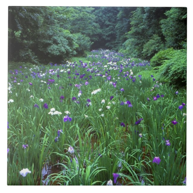 Hana Shobu (Japanska Vatten Iris), Meiji Shrine Kakelplatta (Framsidan)