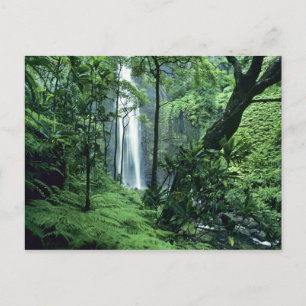 Hanakapiai Falls längs Na Pali-kusten, Kauai, Vykort