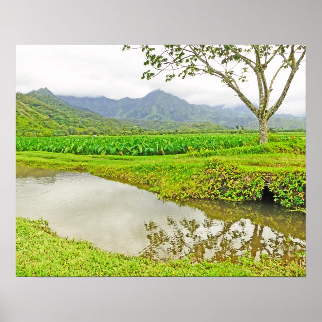 HANALEI (KAUAI) TARO-FÄLTEN POSTER (Framsidan)