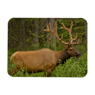 Hanälg Banff Nationalpark, Alberta, Kanada Magnet