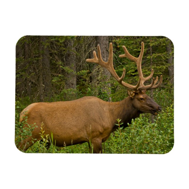 Hanälg | Banff Nationalpark, Alberta, Kanada Magnet (Horisontell)