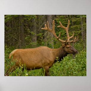Hanälg Banff Nationalpark, Alberta, Kanada Poster