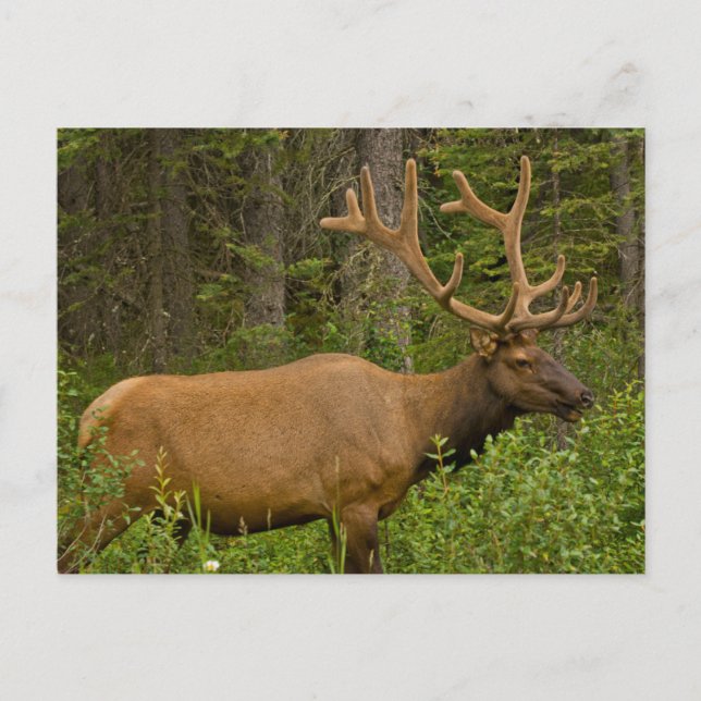 Hanälg | Banff nationalpark, Alberta, Kanada Vykort (Framsida)