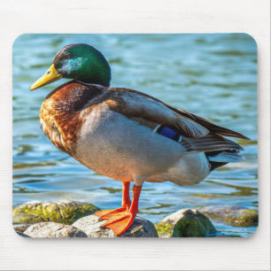 Hanand Mallard Anka Sittande på Strandstenar Musmatta