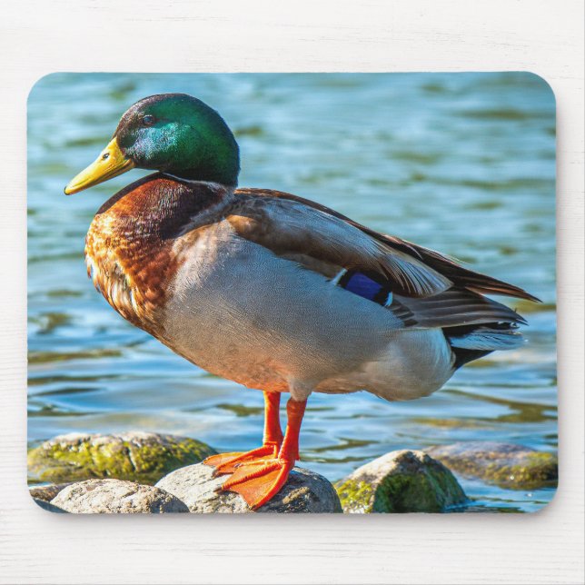 Hanand Mallard Anka Sittande på Strandstenar Musmatta (Framsidan)