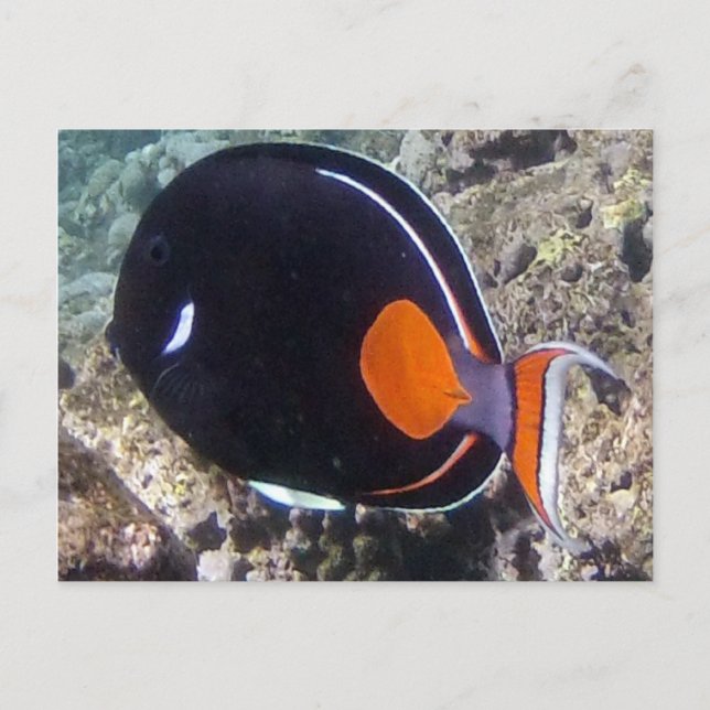 Hanauma Bay - Achilles Tang Fisk Vykort (Framsida)
