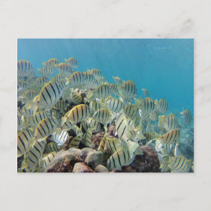 Hanauma Bay - Convict Tangs Vykort
