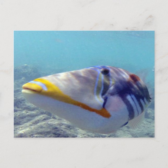 HANAUMA BAY HAWAII - Humuhumunukunukuapua'a Vykort (Framsida)