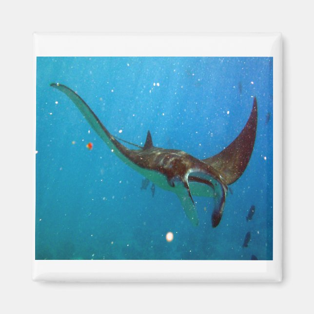 Hanauma Bay Hawaii Manta Ray Magnet (Framsidan)