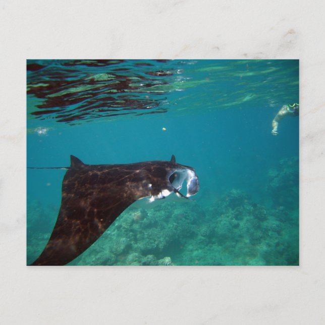 Hanauma Bay Hawaii Manta Ray Vykort (Framsida)