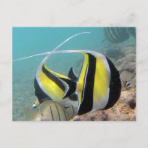Hanauma Bay Hawaii Moorish Idol