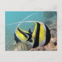 Hanauma Bay Hawaii Moorish Idol Vykort