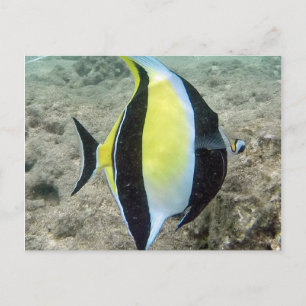 Hanauma Bay Hawaii Moorish Idol Vykort