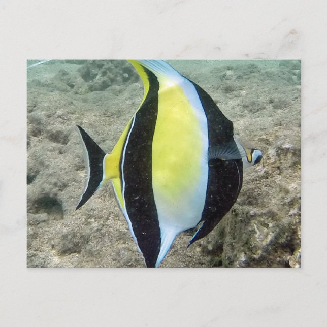 Hanauma Bay Hawaii Moorish Idol Vykort (Framsida)