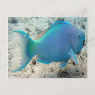 HANAUMA BAY HAWAII - Parrot Fish Vykort