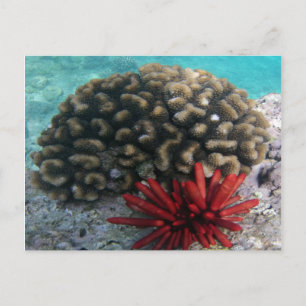 HANAUMA BAY HAWAII - Pencil Slate Sea Urchin Vykort