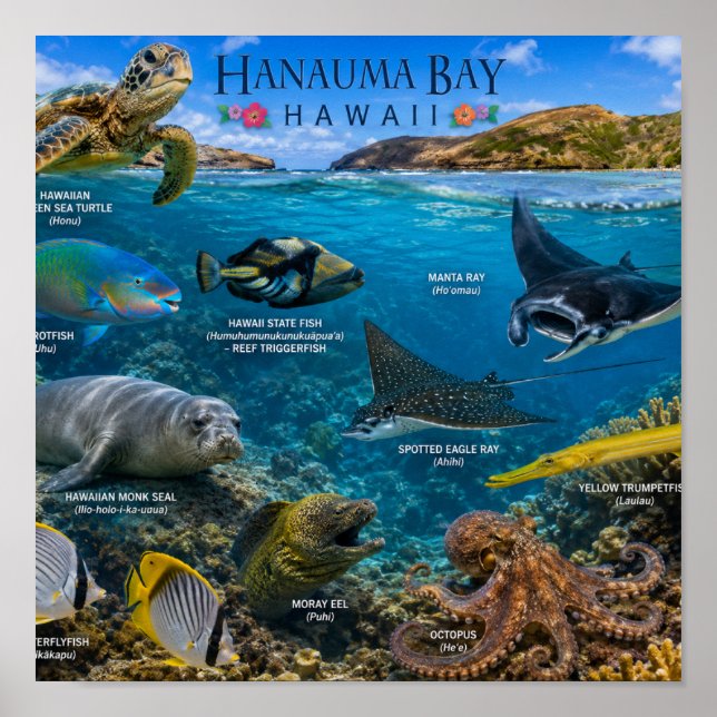 Hanauma Bay Hawaii Poster (Framsidan)