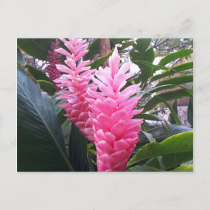 HANAUMA BAY HAWAII - Red Ginger Flower Vykort