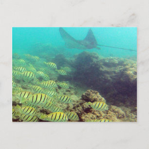HANAUMA BAY HAWAII - Spoted Eagle Ray Vykort