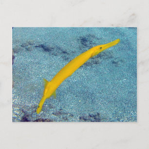 HANAUMA BAY HAWAII - Trumpet Fish (Nunu) Vykort