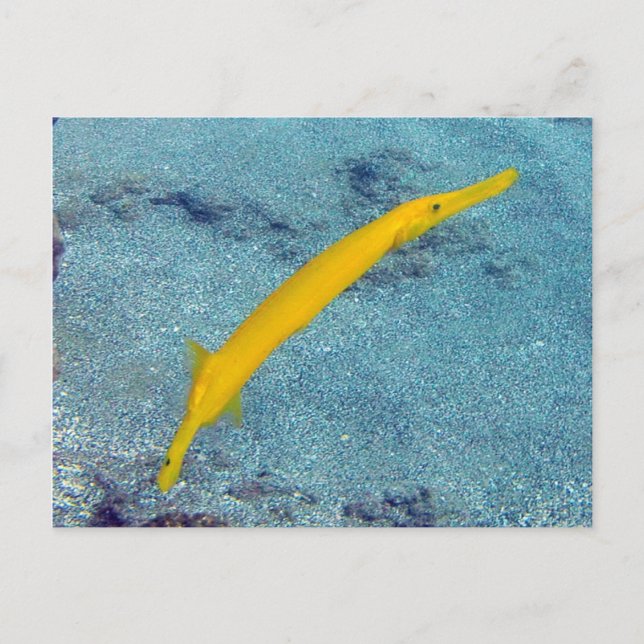 HANAUMA BAY HAWAII - Trumpet Fish (Nunu) Vykort (Framsida)