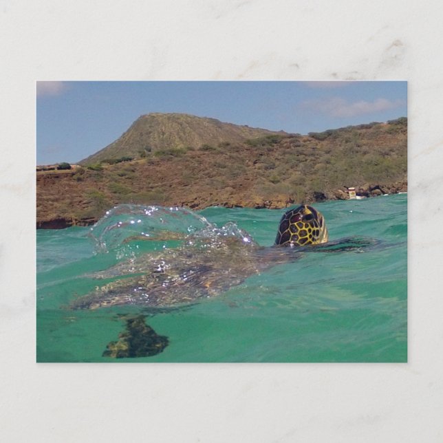 Hanauma Bay Hawaii Turtle Vykort (Framsida)
