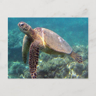 Hanauma Bay Hawaii Turtle Vykort