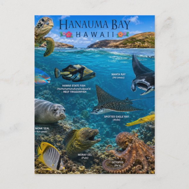 Hanauma Bay Hawaii Vykort (Framsida)
