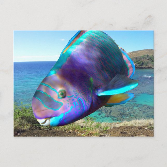 Hanauma Bay Oahu Hawaii Parrot Fish Vykort (Framsida)
