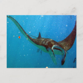 Hanauma Bay Oahu Manta Ray Vykort