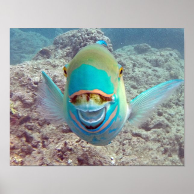 Hanauma Bay Parrot Fish Poster (Framsidan)