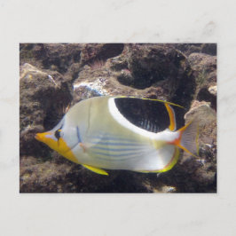 Hanauma Bay - Saddleback Butterfly Fish Vykort