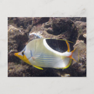 Hanauma Bay - Saddleback Butterfly Fish Vykort