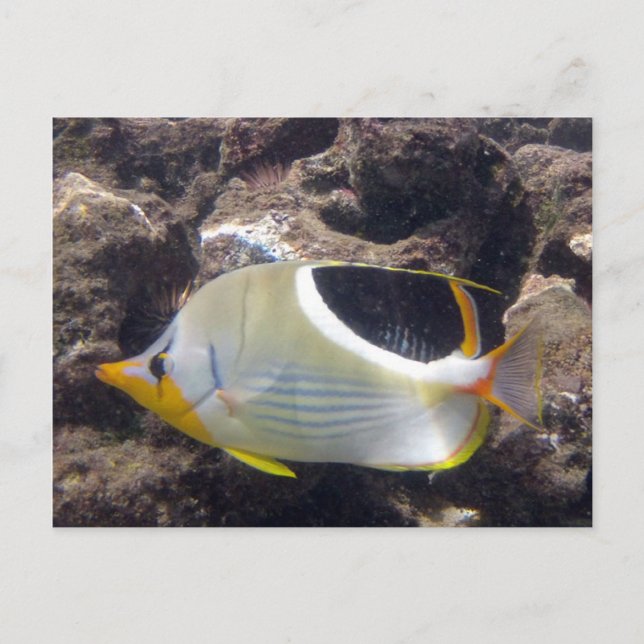 Hanauma Bay - Saddleback Butterfly Fish Vykort (Framsida)