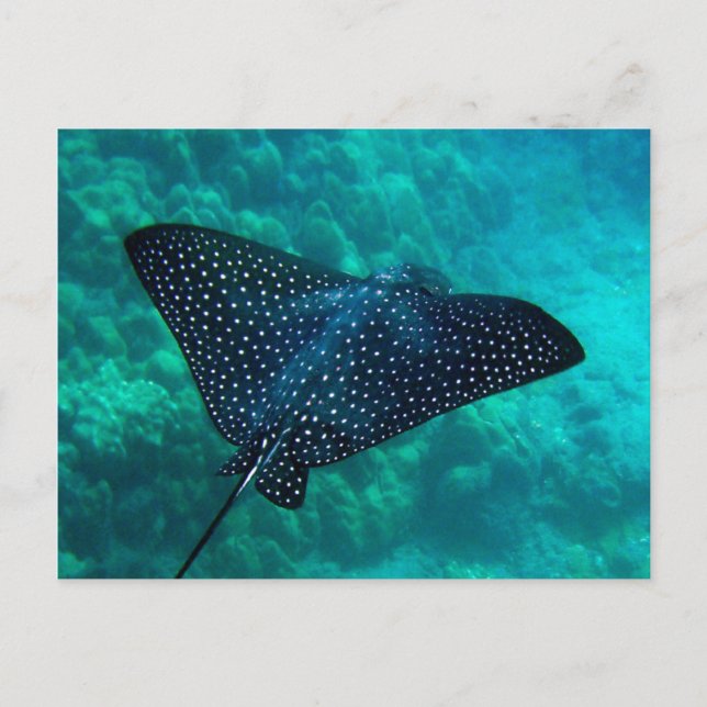 Hanauma Bay Spoted Eagle Ray Vykort (Framsida)