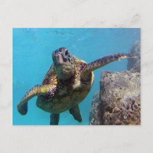 Hanauma Bay Turtle Vykort