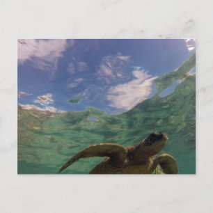 Hanauma Bay Turtle Vykort